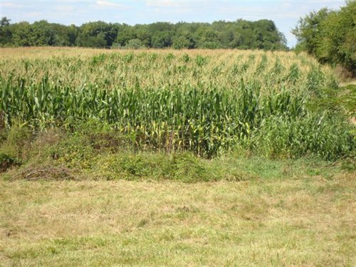 Property photo 8 - 75.5 Acres Offered in 5 Tracts